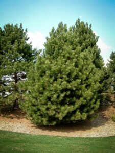 Сосна Чёрная (Pinus Nigra) купить по цене от 270.00р. в интернет-магазине «Посадика» с доставкой почтой в в Суворове и по всей России – [изображение №1].