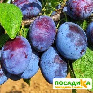 Слива Чачакская ранняя купить по цене от 229.00р. в интернет-магазине «Посадика» с доставкой почтой в в Суворове и по всей России – [изображение №1].