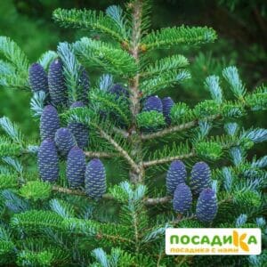 Пихта корейская (Abies koreana) купить по цене от 450.00р. в интернет-магазине «Посадика» с доставкой почтой в в Суворове и по всей России – [изображение №1].