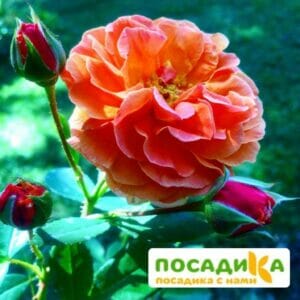 Роза Арабия купить по цене от 350.00р. в интернет-магазине «Посадика» с доставкой почтой в в Суворове и по всей России – [изображение №1].