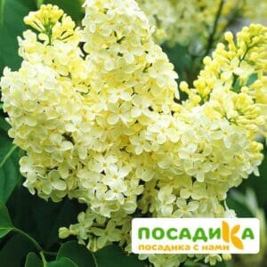 Сирень Примроуз (Primrose) купить по цене от 529.00р. в интернет-магазине «Посадика» с доставкой почтой в в Суворове и по всей России – [изображение №1].