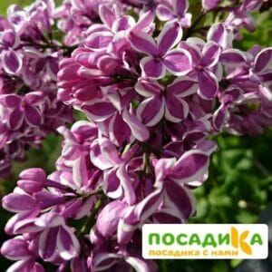 Сирень Сенсация купить по цене от 529.00р. в интернет-магазине «Посадика» с доставкой почтой в в Суворове и по всей России – [изображение №1].