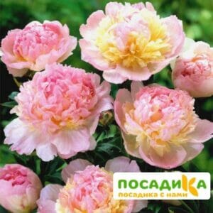 Пион Распберри Сандей (Paeonia Raspberry Sundae) купить по цене от 959р. в интернет-магазине «Посадика» с доставкой почтой в в Суворове и по всей России – [изображение №1].