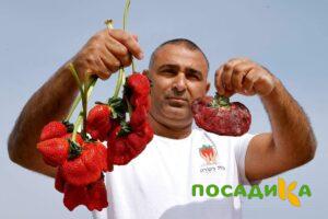 Клубника Гигант Джорнея купить по цене от 266р. в интернет-магазине «Посадика» с доставкой почтой в в Суворове и по всей России – [изображение №1].