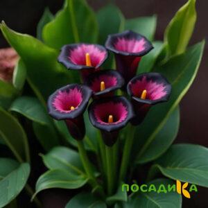Калла Аура Лейс купить по цене от 400р. в интернет-магазине «Посадика» с доставкой почтой в в Суворове и по всей России – [изображение №1].