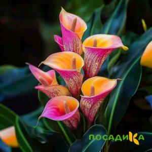 Калла Оникс купить по цене от 450р. в интернет-магазине «Посадика» с доставкой почтой в в Суворове и по всей России – [изображение №1].