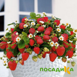 Клубника Рубиновый Шепот (горшечная) купить по цене от 240р. в интернет-магазине «Посадика» с доставкой почтой в в Суворове и по всей России – [изображение №1].