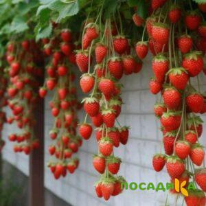 Клубника вьющаяся Комплимент купить по цене от 470р. в интернет-магазине «Посадика» с доставкой почтой в в Суворове и по всей России – [изображение №1].
