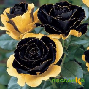 Роза Ханни Сикл купить по цене от 700р. в интернет-магазине «Посадика» с доставкой почтой в в Суворове и по всей России – [изображение №1].