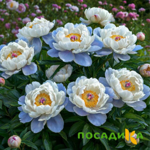 Пион акварельный Этюд купить по цене от 806р. в интернет-магазине «Посадика» с доставкой почтой в в Суворове и по всей России – [изображение №1].