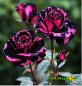 Роза Багровый Шепот купить по цене от 366р. в интернет-магазине «Посадика» с доставкой почтой в в Суворове и по всей России – [изображение №1].