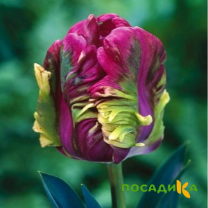 Тюльпан Экзотик Хэвен купить по цене от 186р. в интернет-магазине «Посадика» с доставкой почтой в в Суворове и по всей России – [изображение №1].
