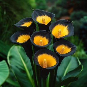 Калла Легато купить по цене от 620р. в интернет-магазине «Посадика» с доставкой почтой в в Суворове и по всей России – [изображение №1].