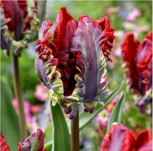 Тюльпан Рококо купить по цене от 350р. в интернет-магазине «Посадика» с доставкой почтой в в Суворове и по всей России – [изображение №1].