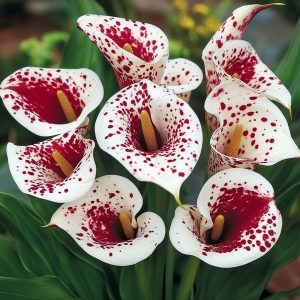 Калла Эмпайр купить по цене от 302р. в интернет-магазине «Посадика» с доставкой почтой в в Суворове и по всей России – [изображение №1].