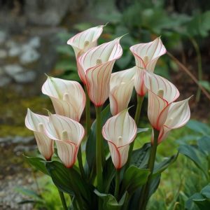 Калла Глейшер купить по цене от 299р. в интернет-магазине «Посадика» с доставкой почтой в в Суворове и по всей России – [изображение №1].