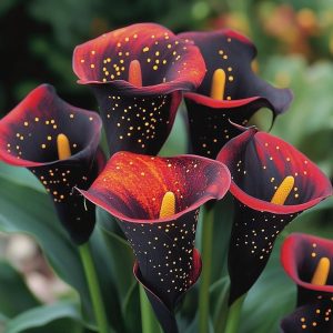 Калла Нуар купить по цене от 299р. в интернет-магазине «Посадика» с доставкой почтой в в Суворове и по всей России – [изображение №1].