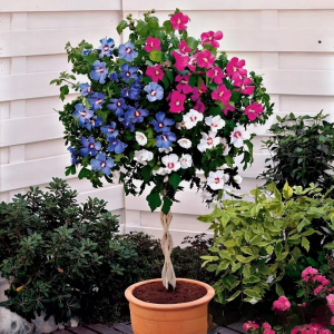 Гибискус-Дерево Триколор купить по цене от 289р. в интернет-магазине «Посадика» с доставкой почтой в в Суворове и по всей России – [изображение №1].