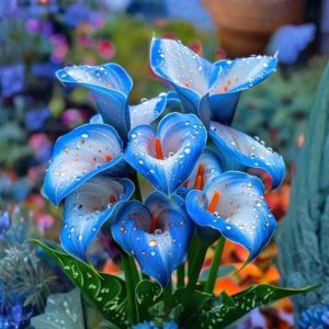 Калла Портрейт купить по цене от 292р. в интернет-магазине «Посадика» с доставкой почтой в в Суворове и по всей России – [изображение №1].