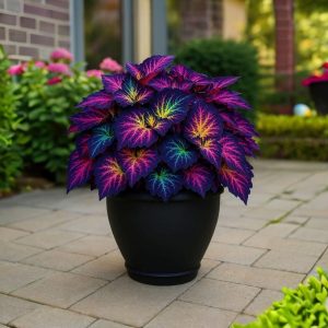 Хоста Фрости Блю купить по цене от 389р. в интернет-магазине «Посадика» с доставкой почтой в в Суворове и по всей России – [изображение №1].