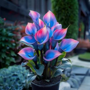 Калла Импрессия купить по цене от 590р. в интернет-магазине «Посадика» с доставкой почтой в в Суворове и по всей России – [изображение №1].