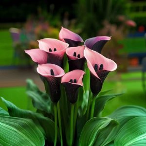 Калла Энигма купить по цене от 291р. в интернет-магазине «Посадика» с доставкой почтой в в Суворове и по всей России – [изображение №1].