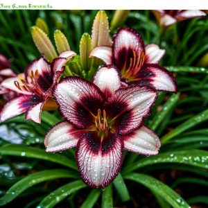 Лилейник Крим Сикл купить по цене от 799р. в интернет-магазине «Посадика» с доставкой почтой в в Суворове и по всей России – [изображение №1].