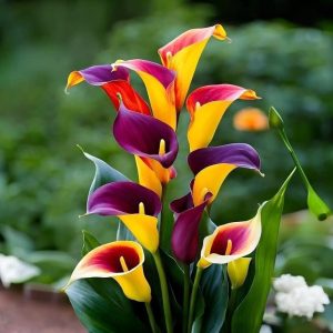 Калла Кристалл купить по цене от 450р. в интернет-магазине «Посадика» с доставкой почтой в в Суворове и по всей России – [изображение №1].