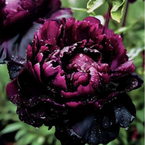 Пион Темный Сад купить по цене от 421р. в интернет-магазине «Посадика» с доставкой почтой в в Суворове и по всей России – [изображение №1].