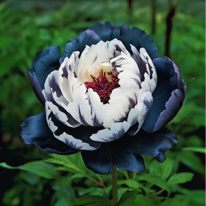 Пион Древовидный Инь-Янь купить по цене от 419р. в интернет-магазине «Посадика» с доставкой почтой в в Суворове и по всей России – [изображение №1].