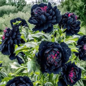 Пион древовидный Сердце Афродиты купить по цене от 600р. в интернет-магазине «Посадика» с доставкой почтой в в Суворове и по всей России – [изображение №1].