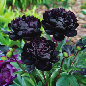 Пион Королевский Бархат купить по цене от 419р. в интернет-магазине «Посадика» с доставкой почтой в в Суворове и по всей России – [изображение №1].