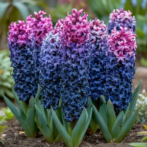 Гиацинт Блю Спринг купить по цене от 2099р. в интернет-магазине «Посадика» с доставкой почтой в в Суворове и по всей России – [изображение №1].