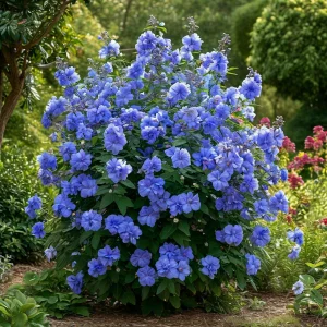 Гибискус Сансет Блоссом купить по цене от 248р. в интернет-магазине «Посадика» с доставкой почтой в в Суворове и по всей России – [изображение №1].