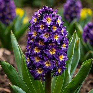 Гиацинт Вельвет Колор купить по цене от 2099р. в интернет-магазине «Посадика» с доставкой почтой в в Суворове и по всей России – [изображение №1].