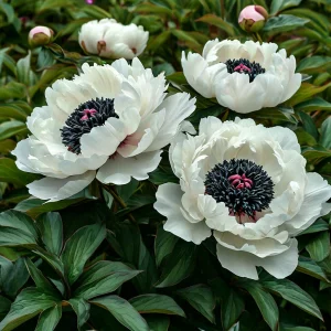 Пион Инк Эн купить по цене от 429р. в интернет-магазине «Посадика» с доставкой почтой в в Суворове и по всей России – [изображение №1].