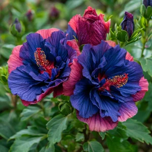 Гибискус Роуз Шайн купить по цене от 360р. в интернет-магазине «Посадика» с доставкой почтой в в Суворове и по всей России – [изображение №1].