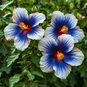 Гибискус Илюжн Вилью купить по цене от 259р. в интернет-магазине «Посадика» с доставкой почтой в в Суворове и по всей России – [изображение №1].