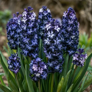 Гиацинт Блум Клауд купить по цене от 2099р. в интернет-магазине «Посадика» с доставкой почтой в в Суворове и по всей России – [изображение №1].