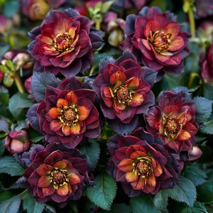 Морозник Сноу Дроп купить по цене от 348р. в интернет-магазине «Посадика» с доставкой почтой в в Суворове и по всей России – [изображение №1].