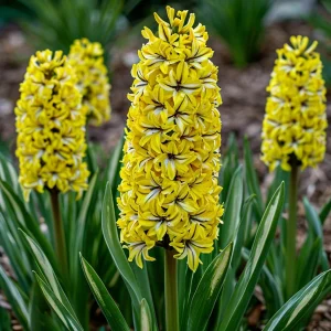 Гиацинт Сансет Голд купить по цене от 2099р. в интернет-магазине «Посадика» с доставкой почтой в в Суворове и по всей России – [изображение №1].