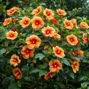 Гибискус Кристал Рэй купить по цене от 458р. в интернет-магазине «Посадика» с доставкой почтой в в Суворове и по всей России – [изображение №1].