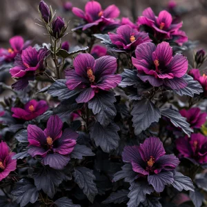 Гибискус Корал Чарм купить по цене от 271р. в интернет-магазине «Посадика» с доставкой почтой в в Суворове и по всей России – [изображение №1].