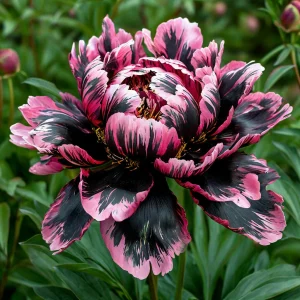 Пион Дроп Руби купить по цене от 469р. в интернет-магазине «Посадика» с доставкой почтой в в Суворове и по всей России – [изображение №1].