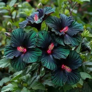 Гибискус Пикок Плюм купить по цене от 490р. в интернет-магазине «Посадика» с доставкой почтой в в Суворове и по всей России – [изображение №1].