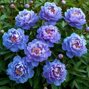 Пион Голубой лотос купить по цене от 590р. в интернет-магазине «Посадика» с доставкой почтой в в Суворове и по всей России – [изображение №1].