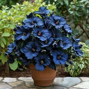 Гибискус Селестиал Флейм купить по цене от 326р. в интернет-магазине «Посадика» с доставкой почтой в в Суворове и по всей России – [изображение №1].