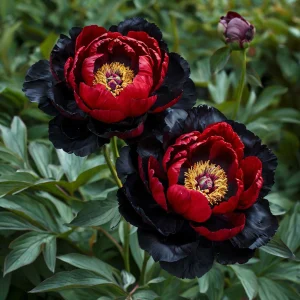 Пион Эбеновый Рубин купить по цене от 419р. в интернет-магазине «Посадика» с доставкой почтой в в Суворове и по всей России – [изображение №1].