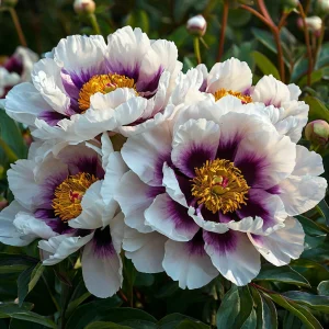 Пион Эко Саммер купить по цене от 548р. в интернет-магазине «Посадика» с доставкой почтой в в Суворове и по всей России – [изображение №1].