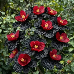 Гибискус Ройял Афеа купить по цене от 460р. в интернет-магазине «Посадика» с доставкой почтой в в Суворове и по всей России – [изображение №1].